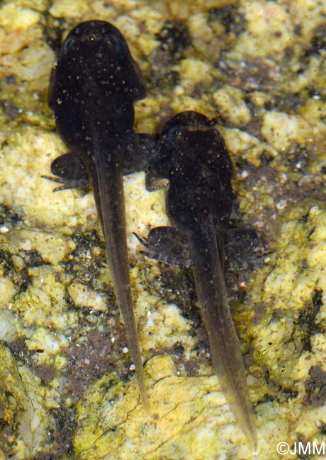 Discoglossus montalentii Discoglosse de Corse